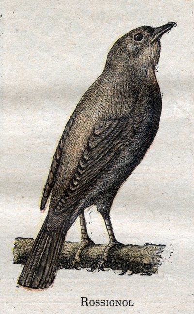 Birds useful to agriculture: Nightingale av Unknown artist