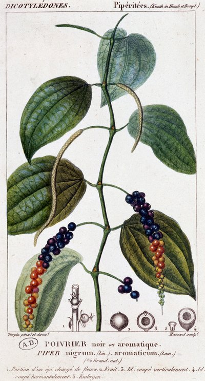 Svart eller aromatisk pepperrett - botanisk bord. 1800-tallet. av Unknown artist