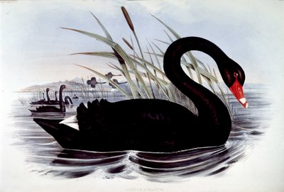 Svart svane (cygnus atratus) - fra J. Gould