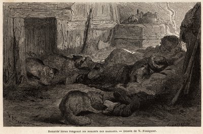 Blårever som gnager skoene til sjømenn som sover i tilfluktsstedet til observasjonsstasjonen, tegnet av V.Foulquier, for å illustrere Spitzberg av Unknown artist