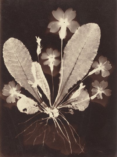 Botanisk fotogram av Unknown Artist
