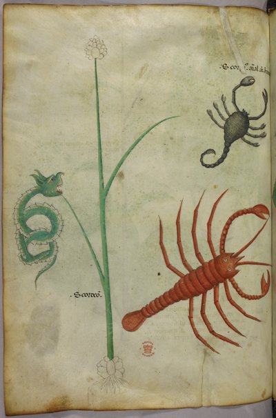 Botanisk og dyreillustrasjon. av Unknown artist