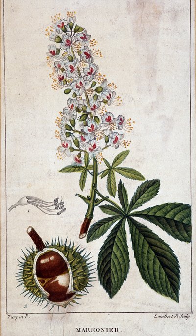 Botanisk bord - Blomster, blader og frukt av kastanjetre av Unknown artist