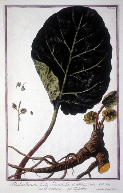 Botanisk bord: Blad og røtter av rabarbra. Herbarium fra 1800-tallet. av Unknown artist