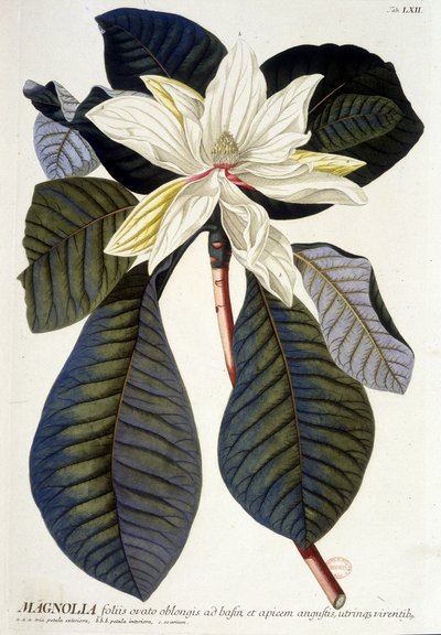 Botanical board: Magnolia, flower and branch. n.d. 19th century. av Unknown artist