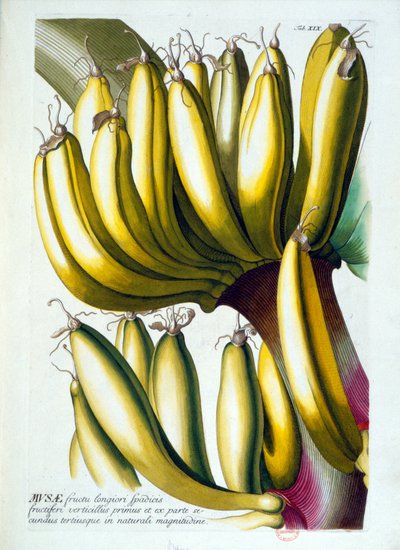 Botanisk bord: en diett med bananer. n.d. 1800-tallet. av Unknown artist