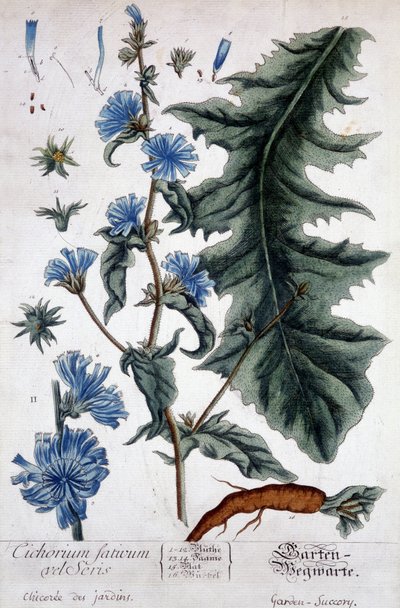 Botanisk bord: cichorium factivum velseris (chicoree av hager). av Unknown artist