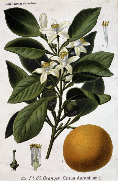 Gren, blomst og frukt av appelsintre - botanisk bord av Unknown artist