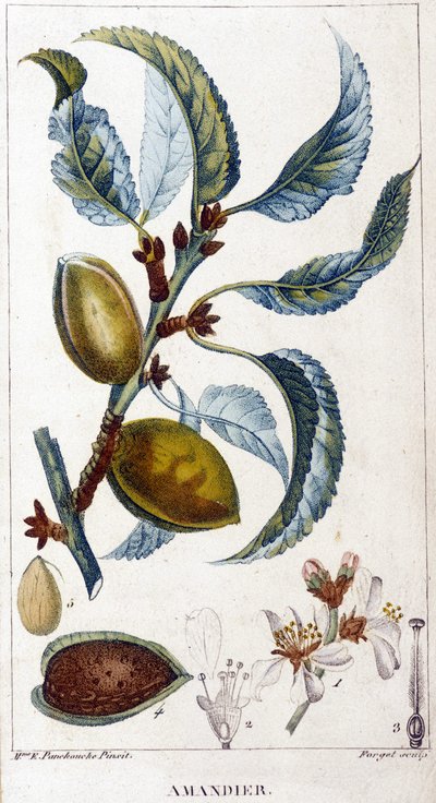 Gren, blomst og frukt av mandeltreet - botanisk bord av Unknown artist