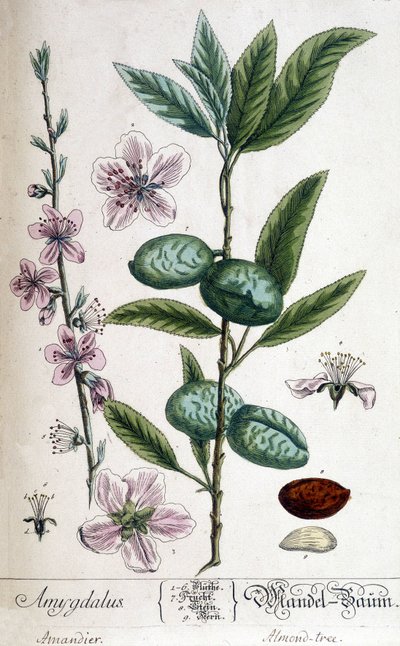 Gren, blomst og frukt av mandeltreet - botanisk bord av Unknown artist