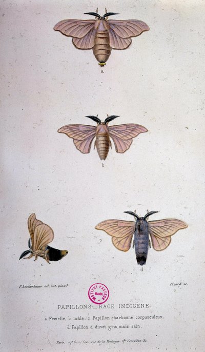 Sommerfugler: Silkeormsykdom - Studie av Pasteur av Unknown artist