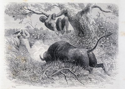 Kaptein Speke jakter bøffel - i "" Tour du Monde"" av Unknown artist