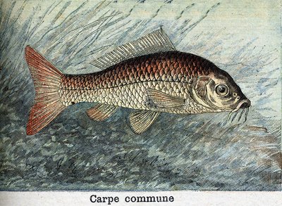 Carp Communal Engraving from 1898 av Unknown artist