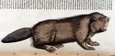 Castor - i "History of Animals" av Conrad Gesner, Tiguri av Unknown artist