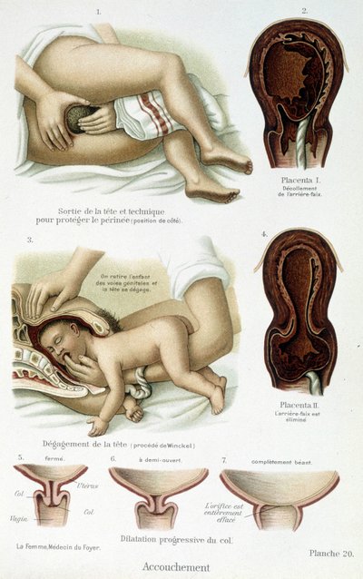 Fødsel - vitenskapelig styre, slutten av 1800-tallet av Unknown artist