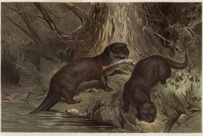 Chilean Otter - The southern river otter, Lontra provocax - engraving from “” Brehm