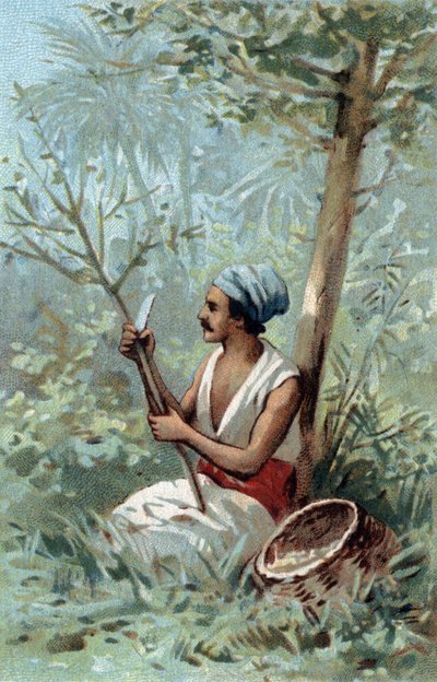 Kanelskall en Ceylon. Kromolitografi på slutten av 1800-tallet. av Unknown artist