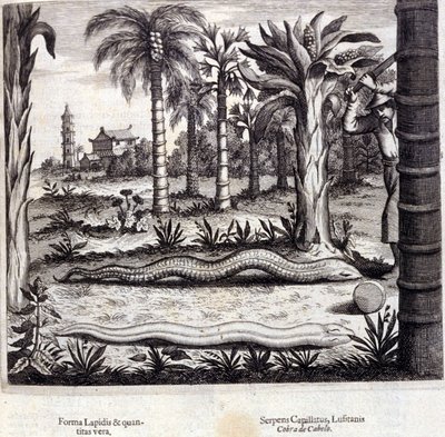 Kobra og giftig slange fra India. "De China Monumenta" av Athanasius Kircher (1601 - 1680), jesuitt, orientalist og tysk lærd, Amsterdam 1667. av Unknown artist