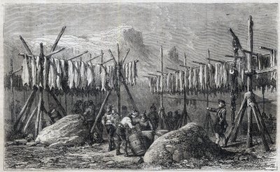 Torsketørking i Fiskerness på Grønland - Torsketørking i Fiskerness på Grønland Gravering fra “” The Illustrous Universe”” 1866 av Unknown artist