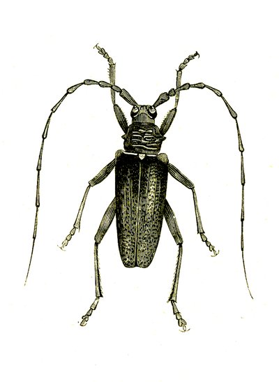 Coleoptera: Cerambyx-helter av Unknown artist
