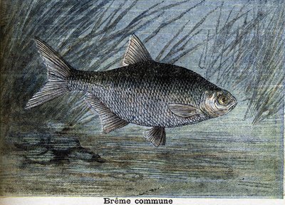 Vanlig Breme. Gravering fra 1897 av Unknown artist
