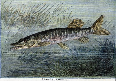 Common pike. Engraving from 1897 av Unknown artist