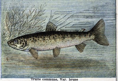 Common trout. Engraving from 1897 av Unknown artist
