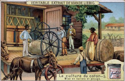 Cotton cultivation: Bales and Weighing (USA) Liebig chromolithography of the 19th century av Unknown artist