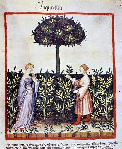 Dyrking av medisinplante: høsting av lakris (ved eller rot). Belysning fra melking av medisin og diett "" Tacuinum sanitatis"" av Unknown artist