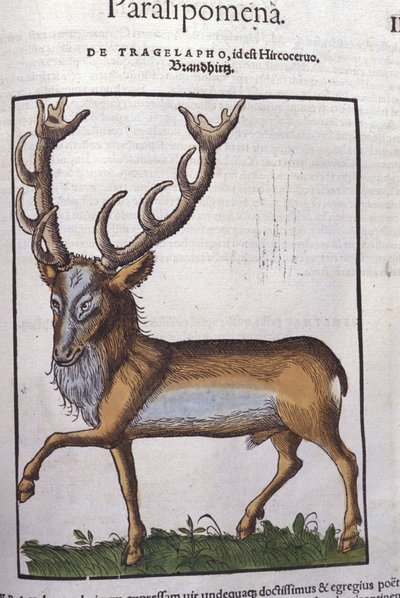 Hjort etter Historia animalium av Konrad Gesner, Tiguri av Unknown artist