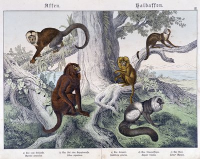 Ulike raser av apekatter - i "" Natural histories of pattedyr", red. Schreiber av Unknown artist