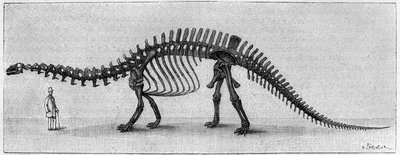 Dinosaurskjelett: "" Brontosaurus excelsus "", mars. Upper Jurassic of the Rocky Mountains. Reproduksjon av tegningen formidlet av Mr. March til Albert Gaudry ved instituttet. Gravering i "" La Nature: revue des sciences et de leurs applications aux av Unknown artist
