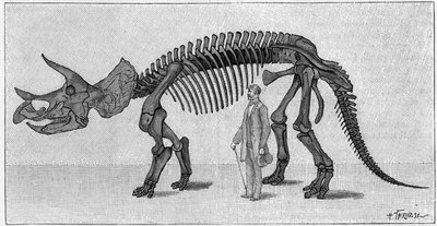 Dinosaur Skeleton: “” Triceratops prorsus””, March. Upper cretace of the Rocky Mountains. Reproduction of the drawing communicated by Mr. March to Albert Gaudry of the Institute. Engraving in “” La Nature: revue des sciences et de leurs applications aux ar av Unknown artist