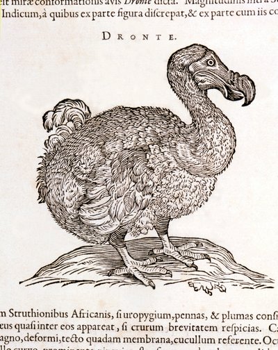 Dodo eller Dronte. Bird forsvant - i "On both natural and medical matters in India" av William Piso, Amsterdam av Unknown artist