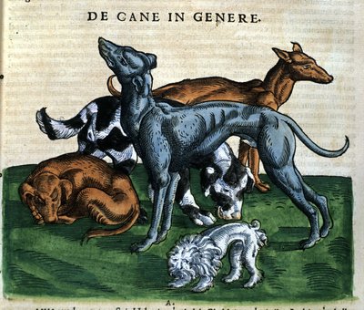 Hunder fra Historia Animalium av Conrad Gesner, Tiguri 1560. Biblioteca Nazionale Braidense. Milan av Unknown artist