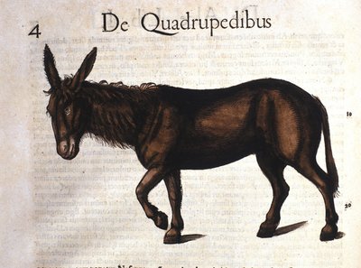 Esel fra Historia Animalium av Conrad Gesner, Tiguri 1560 av Unknown artist