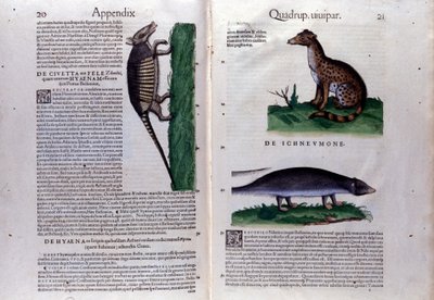 Dobbeltside av Historia Animalium av Conrad Gesner (1516 - 1565), Tiguri av Unknown artist