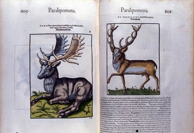 Dobbeltside med hjort i Historia Animalium av Conrad Gesner (1516 - 1565), Tiguri av Unknown artist