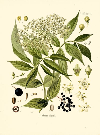 Elder Bore Tree (farge litho) av Unknown artist