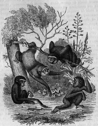 Engraving representing the Gibbons Hoolock of India. av Unknown artist