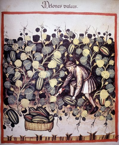 Gravering som representerer samlingen av meloner fra "Tacuinum Sanitatis". B.N, Wien. av Unknown artist