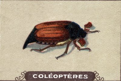 Entomologie: Darstellung eines Chabiners, Insektenserie, Anfang 20. Jahrhundert von Unknown Artist