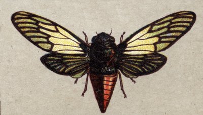 Entomologi: representasjon av en rød sikade, insektserie, begynnelsen av 1900-tallet (kromo) av Unknown Artist