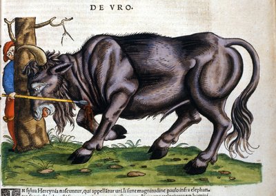 Europeisk bison (Bos primigenius) hvis rase døde på 1600-tallet i "History of Animals" av Konrad Gesner av Unknown artist