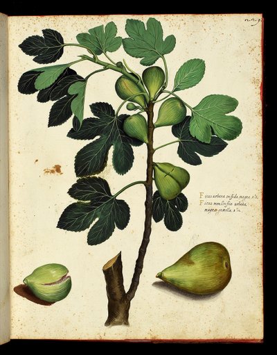 Fiken og fikengren Botanisk tavle hentet fra en naturhistorievandring på frukt og grønnsaker. Ulisse Aldrovandi fonds, Bibl. Universitaire, red. 1603. av Unknown artist