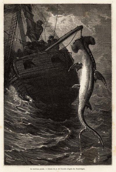 Fiske en hammersval, 7 meter lang, i vannet nær Anastasia Island. Gravering for å illustrere historien fire måneder i Florida, av Achille Pousselgue i 1851-1852, publisert i "" Le tour du monde"" 1870-1871, redigert av Edouard Charton, Hachette rediger av Unknown artist