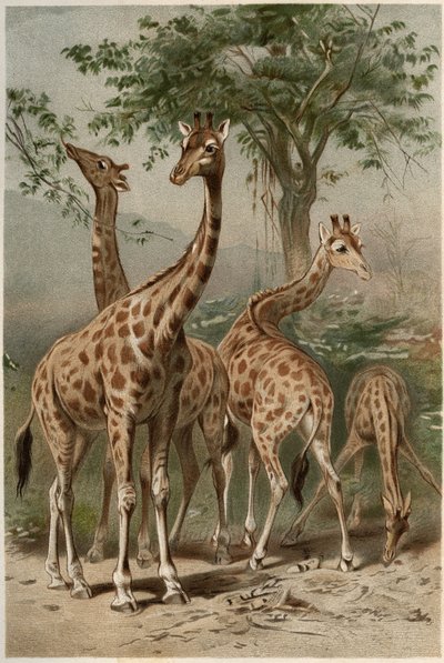 Giraffe - Sjiraffen (Giraffa camelopardalis) - gravering fra "" Brehms Dyreliv"" av Alfred Edmund Brehm (1829-1884) av Unknown artist