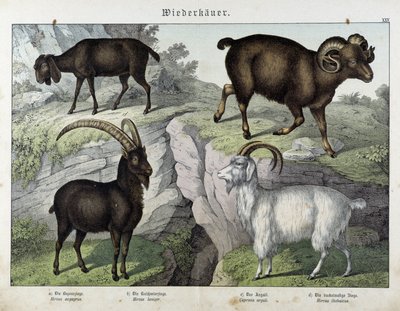 Geit - i "Natural History of Pattedyr", red. Schreiber av Unknown artist
