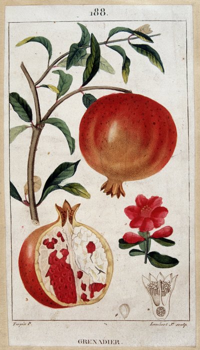 Grenadier - botanisk bord 1800-tallet av Unknown artist