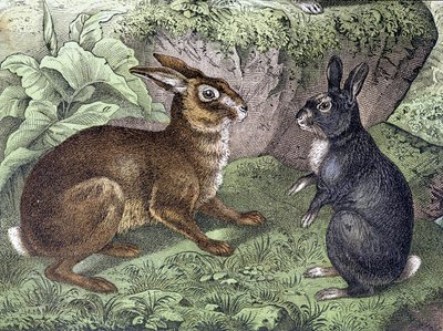 Hare and Rabbit - i "Natural History of Pattedyr", red. Schreiber av Unknown artist